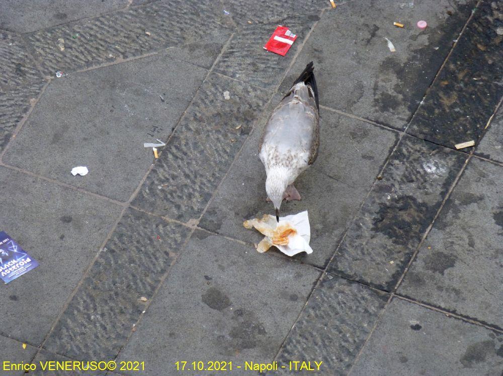 98 - Napoli ( Quando il pesce scarseggia)
